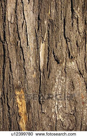 Texture, Textures, Background, Backgrounds, Texture background, Trunk, Log View Large Photo Image Stock Image - Texture, Textures, Background, Backgrounds, Texture background, Trunk, Log. Fotosearch