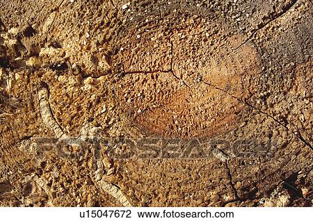 Texture, Textures, Background, Backgrounds, Texture background, Trunk, Log View Large Photo Image Stock Image - Texture, Textures, Background, Backgrounds, Texture background, Trunk, Log. Fotosearch