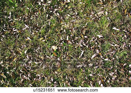 Stock Image - Texture, Textures, Background, Backgrounds, Texture background, Grass, Grass background. Fotosearch