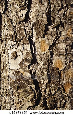 Stock Image - Texture, Textures, Background, Backgrounds, Texture background, Trunk, Log. Fotosearch