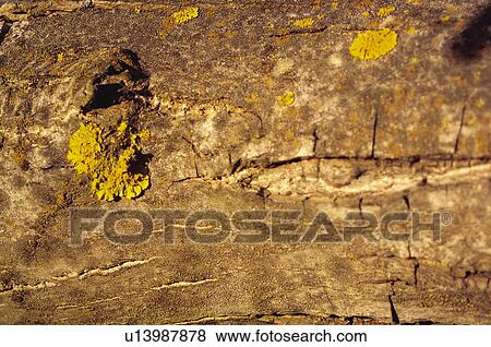 Texture, Textures, Background, Backgrounds, Texture background, Trunk, Log View Large Photo Image Stock Photo - Texture, Textures, Background, Backgrounds, Texture background, Trunk, Log. Fotosearch
