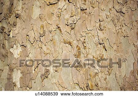 Texture, Textures, Background, Backgrounds, Texture background, Trunk, Log View Large Photo Image Stock Photo - Texture, Textures, Background, Backgrounds, Texture background, Trunk, Log. Fotosearch