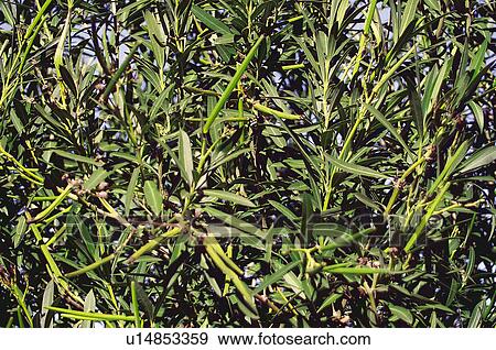 Texture, Textures, Background, Backgrounds, Texture background, Fruit tree, Tree View Large Photo Image Stock Photo - Texture, Textures, Background, Backgrounds, Texture background, Fruit tree, Tree. Fotosearch