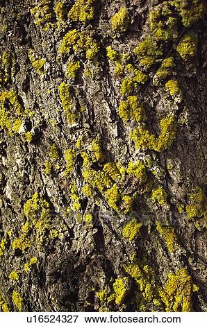 Texture, Textures, Background, Backgrounds, Texture background, Trunk, Log View Large Photo Image Stock Photo - Texture, Textures, Background, Backgrounds, Texture background, Trunk, Log. Fotosearch