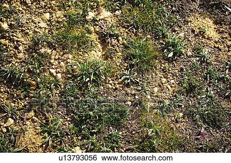 Texture, Textures, Background, Backgrounds, Texture background, Grass, Grass background View Large Photo Image Stock Photograph - Texture, Textures, Background, Backgrounds, Texture background, Grass, Grass background. Fotosearch