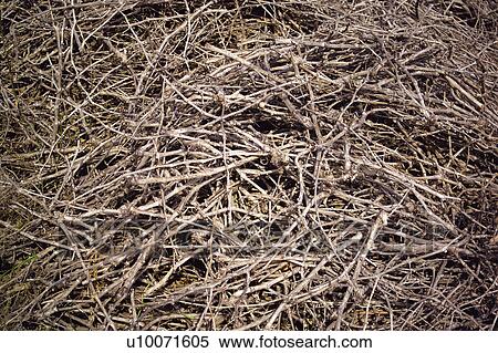 Stock Photography - Texture, Textures, Background, Backgrounds, Texture background, Stick, Sticks. Fotosearch