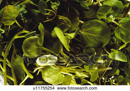 Picture - Fruits and vegetables, Fruits and vegetables background, Fruits and vegetables backgrounds, Background, Vegetable, Vegetable background, Spinach. Fotosearch