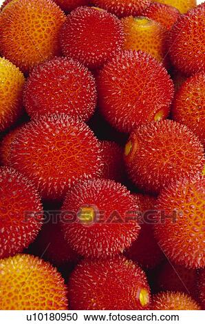 Fruits and vegetables, Fruits and vegetables background, Fruits and vegetables backgrounds, Background, Fruit, Fruit background, Strawberry tree View Large Photo Image Stock Image - Fruits and vegetables, Fruits and vegetables background, Fruits and vegetables backgrounds, Background, Fruit, Fruit background, Strawberry tree. Fotosearch