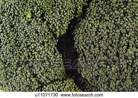 Fruits and vegetables, Fruits and vegetables background, Fruits and vegetables backgrounds, Background, Vegetable, Vegetable background, Broccoli View Large Photo Image Stock Image - Fruits and vegetables, Fruits and vegetables background, Fruits and vegetables backgrounds, Background, Vegetable, Vegetable background, Broccoli. Fotosearch