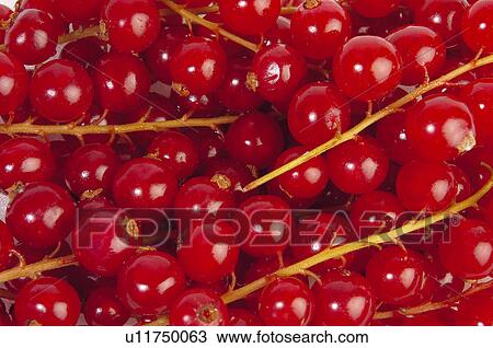 Stock Image - Fruits and vegetables, Fruits and vegetables background, Fruits and vegetables backgrounds, Background, Fruit, Fruits, Fruit background. Fotosearch