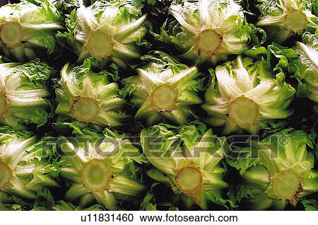 Fruits and vegetables, Fruits and vegetables background, Fruits and vegetables backgrounds, Background, Vegetable, Vegetable background, Curly endive View Large Photo Image Stock Image - Fruits and vegetables, Fruits and vegetables background, Fruits and vegetables backgrounds, Background, Vegetable, Vegetable background, Curly endive. Fotosearch