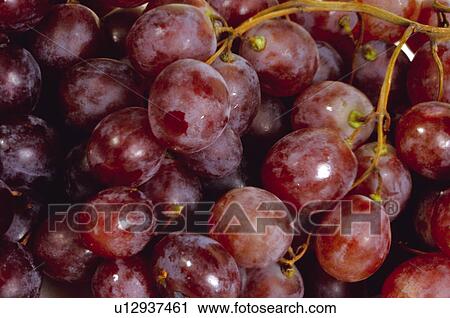 Fruits and vegetables, Fruits and vegetables background, Fruits and vegetables backgrounds, Background, Fruit, Fruit background, Grape View Large Photo Image Stock Image - Fruits and vegetables, Fruits and vegetables background, Fruits and vegetables backgrounds, Background, Fruit, Fruit background, Grape. Fotosearch