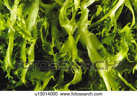 Stock Image - Fruits and vegetables, Fruits and vegetables background, Fruits and vegetables backgrounds, Background, Vegetable, Vegetable background, Curly endive. Fotosearch