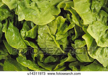 Stock Image - Fruits and vegetables, Fruits and vegetables background, Fruits and vegetables backgrounds, Background, Vegetable, Vegetable background, Lettuce. Fotosearch