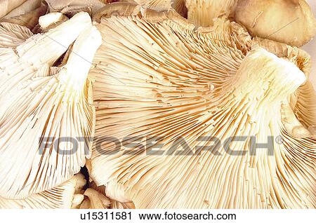 Stock Image - Fruits and vegetables, Fruits and vegetables background, Fruits and vegetables backgrounds, Background, Vegetable, Vegetable background, Mushroom. Fotosearch