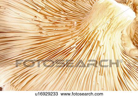Fruits and vegetables, Fruits and vegetables background, Fruits and vegetables backgrounds, Background, Vegetable, Vegetable background, Mushroom View Large Photo Image Stock Image - Fruits and vegetables, Fruits and vegetables background, Fruits and vegetables backgrounds, Background, Vegetable, Vegetable background, Mushroom. Fotosearch