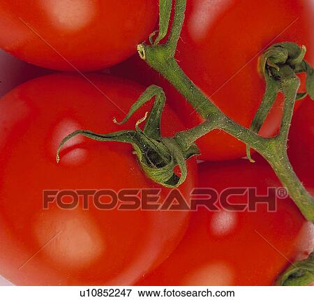 Fruits and vegetables, Fruits and vegetables background, Fruits and vegetables backgrounds, Background, Vegetable, Vegetable background, Tomato View Large Photo Image Stock Photo - Fruits and vegetables, Fruits and vegetables background, Fruits and vegetables backgrounds, Background, Vegetable, Vegetable background, Tomato. Fotosearch