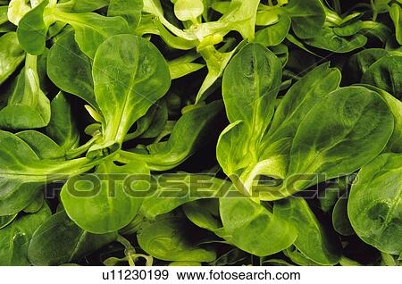 Stock Photo - Fruits and vegetables, Fruits and vegetables background, Fruits and vegetables backgrounds, Background, Vegetable, Vegetable background, Watercress. Fotosearch