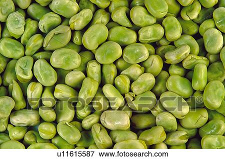 Fruits and vegetables, Fruits and vegetables background, Fruits and vegetables backgrounds, Background, Vegetable, Vegetable background, Broad bean View Large Photo Image Stock Photo - Fruits and vegetables, Fruits and vegetables background, Fruits and vegetables backgrounds, Background, Vegetable, Vegetable background, Broad bean. Fotosearch