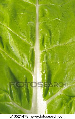 Stock Photo - Fruits and vegetables, Fruits and vegetables background, Fruits and vegetables backgrounds, Background, Vegetable, Vegetable background, Leaf. Fotosearch