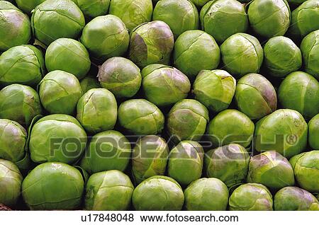 Fruits and vegetables, Fruits and vegetables background, Fruits and vegetables backgrounds, Background, Vegetable, Vegetable background, Sprout View Large Photo Image Stock Photo - Fruits and vegetables, Fruits and vegetables background, Fruits and vegetables backgrounds, Background, Vegetable, Vegetable background, Sprout. Fotosearch