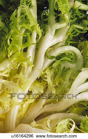 Fruits and vegetables, Fruits and vegetables background, Fruits and vegetables backgrounds, Background, Vegetable, Vegetable background, Curly endive View Large Photo Image Stock Photograph - Fruits and vegetables, Fruits and vegetables background, Fruits and vegetables backgrounds, Background, Vegetable, Vegetable background, Curly endive. Fotosearch