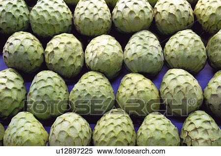 Fruits and vegetables, Fruits and vegetables background, Fruits and vegetables backgrounds, Background, Fruit, Fruit background, Custard apple View Large Photo Image Stock Photography - Fruits and vegetables, Fruits and vegetables background, Fruits and vegetables backgrounds, Background, Fruit, Fruit background, Custard apple. Fotosearch