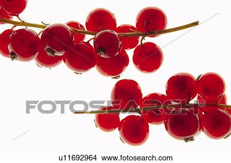 Picture - Fruits and vegetables, Creative, Creative fruits and vegetables, Food, Fruit, Redcurrant, Redcurrants. Fotosearch