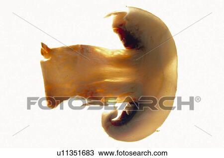 Fruits and vegetables, Creative, Creative fruits and vegetables, Food, Vegetable, Mushroom, Cut View Large Photo Image Stock Image - Fruits and vegetables, Creative, Creative fruits and vegetables, Food, Vegetable, Mushroom, Cut. Fotosearch