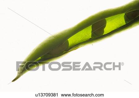 Fruits and vegetables, Creative, Creative fruits and vegetables, Food, Vegetable, Pea, Peas View Large Photo Image Stock Image - Fruits and vegetables, Creative, Creative fruits and vegetables, Food, Vegetable, Pea, Peas. Fotosearch