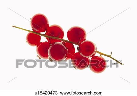 Fruits and vegetables, Creative, Creative fruits and vegetables, Food, Fruit, Redcurrant, Redcurrants View Large Photo Image Stock Image - Fruits and vegetables, Creative, Creative fruits and vegetables, Food, Fruit, Redcurrant, Redcurrants. Fotosearch