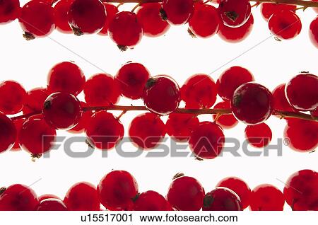 Fruits and vegetables, Creative, Creative fruits and vegetables, Food, Fruit, Redcurrant, Redcurrants View Large Photo Image Stock Image - Fruits and vegetables, Creative, Creative fruits and vegetables, Food, Fruit, Redcurrant, Redcurrants. Fotosearch