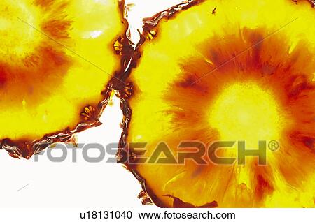 Fruits and vegetables, Creative, Creative fruits and vegetables, Food, Fruit, Slice, Slices View Large Photo Image Stock Image - Fruits and vegetables, Creative, Creative fruits and vegetables, Food, Fruit, Slice, Slices. Fotosearch