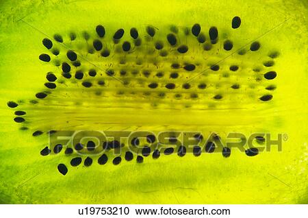 Fruits and vegetables, Creative, Creative fruits and vegetables, Food, Fruit, Kiwi, Kiwi fruit View Large Photo Image Stock Image - Fruits and vegetables, Creative, Creative fruits and vegetables, Food, Fruit, Kiwi, Kiwi fruit. Fotosearch