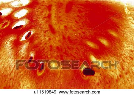 Fruits and vegetables, Creative, Creative fruits and vegetables, Food, Fruit, Watermelon, Seeds View Large Photo Image Stock Photo - Fruits and vegetables, Creative, Creative fruits and vegetables, Food, Fruit, Watermelon, Seeds. Fotosearch