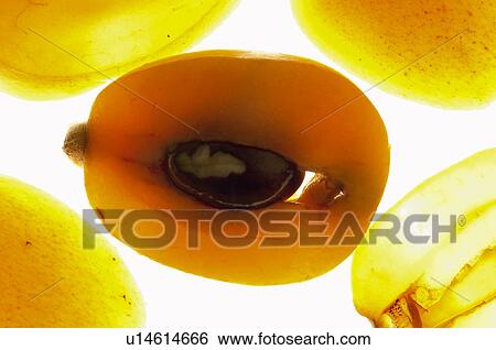 Stock Photograph - Fruits and vegetables, Creative, Creative fruits and vegetables, Food, Fruit, Medlar, Cut. Fotosearch