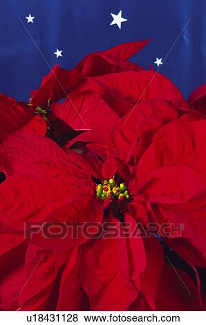 Stock Photo - Christmas, Motifs, Christmas motifs, Christmas decorations, Ornaments, Flower, Easter. Fotosearch