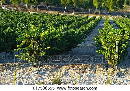 Aligned, Nature, Vineyard, Plantation, Countryside, Lined up, Agriculture View Large Photo Image Stock Photography - Aligned, Nature, Vineyard, Plantation, Countryside, Lined up, Agriculture. Fotosearch