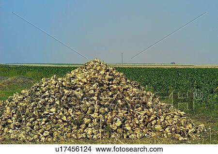 Beetroot, Nature, Vegetables, Vegetable, Countryside, Beetroots, Agriculture View Large Photo Image Picture - Beetroot, Nature, Vegetables, Vegetable, Countryside, Beetroots, Agriculture. Fotosearch