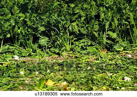 Beetroot, Nature, Vegetables, Vegetable, Countryside, Beetroots, Agriculture View Large Photo Image Stock Photography - Beetroot, Nature, Vegetables, Vegetable, Countryside, Beetroots, Agriculture. Fotosearch
