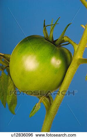 Brach, Nature, Tomato, Kitchen garden, Vegetable garden, Plant, Agriculture View Large Photo Image Stock Photograph - Brach, Nature, Tomato, Kitchen garden, Vegetable garden, Plant, Agriculture. Fotosearch