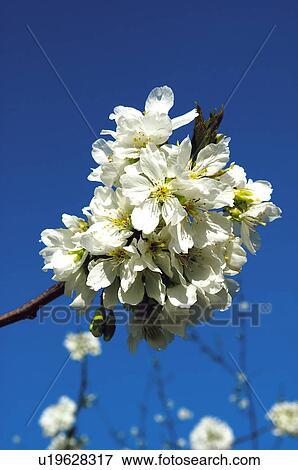Branch, Nature, Fruit tree, Tree, Countryside, Jerte, Agriculture View Large Photo Image Stock Photo - Branch, Nature, Fruit tree, Tree, Countryside, Jerte, Agriculture. Fotosearch