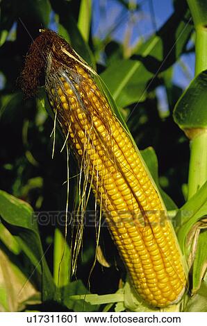 Corn, Nature, Plantation, Vegetable, Countryside, Cob, Agriculture View Large Photo Image Stock Image - Corn, Nature, Plantation, Vegetable, Countryside, Cob, Agriculture. Fotosearch