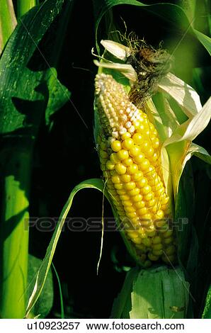 Corn, Nature, Plantation, Vegetable, Countryside, Cob, Agriculture View Large Photo Image Stock Photo - Corn, Nature, Plantation, Vegetable, Countryside, Cob, Agriculture. Fotosearch