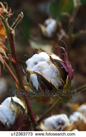 Stock Image - Cotton plantation, Nature, Cotton, Plantation, Countryside, Plant, Agriculture. Fotosearch