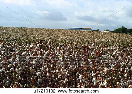 Cotton plantation, Nature, Cotton, Plantation, Countryside, Agriculture View Large Photo Image Stock Image - Cotton plantation, Nature, Cotton, Plantation, Countryside, Agriculture. Fotosearch