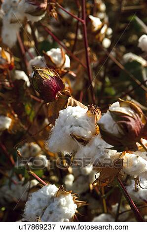Cotton plantation, Nature, Cotton, Plantation, Countryside, Plant, Agriculture View Large Photo Image Stock Photo - Cotton plantation, Nature, Cotton, Plantation, Countryside, Plant, Agriculture. Fotosearch