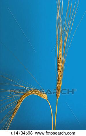 Ear wheat, Nature, Wheat, Cereal, Countryside, Ear wheats, Agriculture View Large Photo Image Stock Photo - Ear wheat, Nature, Wheat, Cereal, Countryside, Ear wheats, Agriculture. Fotosearch