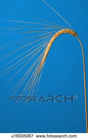 Ear wheat, Nature, Wheat, Cereal, Countryside, One, Agriculture View Large Photo Image Stock Photo - Ear wheat, Nature, Wheat, Cereal, Countryside, One, Agriculture. Fotosearch