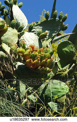 Figs, Nature, Fig, Fruit, Countryside, Prickly pear, Agriculture View Large Photo Image Stock Photo - Figs, Nature, Fig, Fruit, Countryside, Prickly pear, Agriculture. Fotosearch